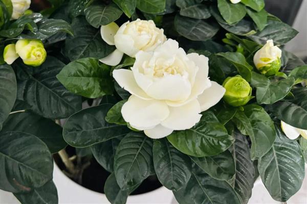 栀子花能耐多少度的低温,只能耐受0摄氏度左右的温度