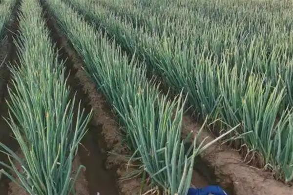 葱的种植时间,3-4月份、6-7月份均可栽培