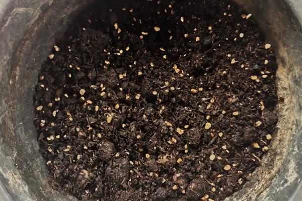 葱的种植时间,3-4月份、6-7月份均可栽培