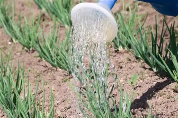葱的种植时间,3-4月份、6-7月份均可栽培