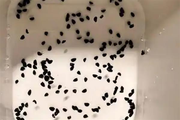 葱的种植时间,3-4月份、6-7月份均可栽培