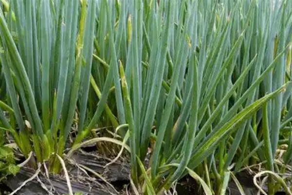 葱的种植时间,3-4月份、6-7月份均可栽培