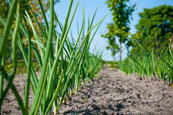 葱的种植时间,3-4月份、6-7月份均可栽培