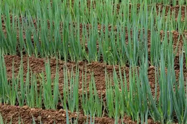 葱的种植时间,3-4月份、6-7月份均可栽培