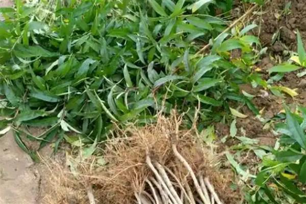 黄桃能不能扦插繁殖，扦插后可以培育成新株