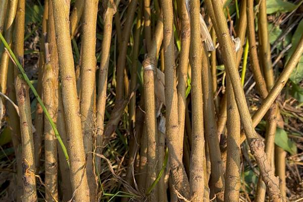 黄桃能不能扦插繁殖，扦插后可以培育成新株