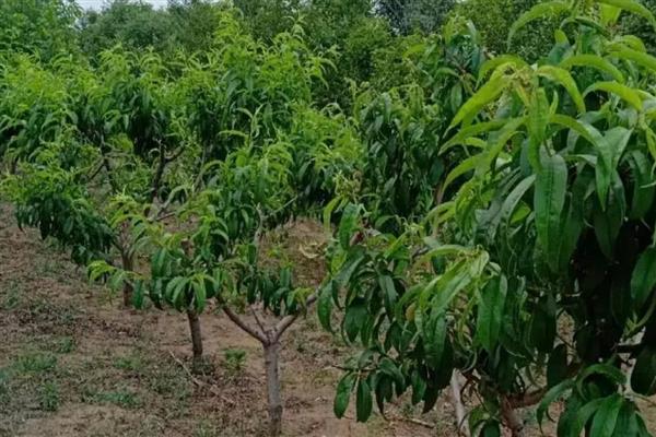 黄桃能不能扦插繁殖，扦插后可以培育成新株