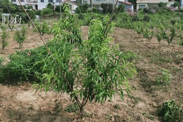 黄桃能不能扦插繁殖，扦插后可以培育成新株