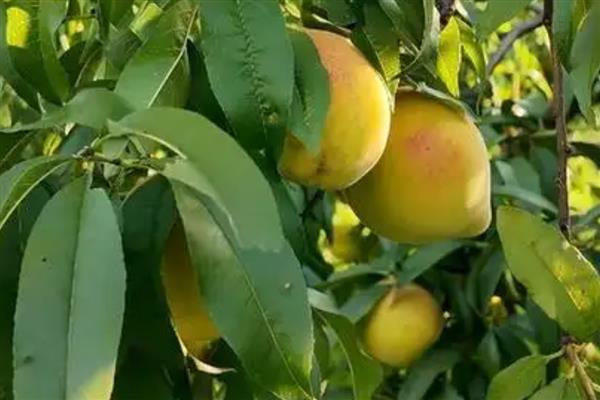 黄桃能不能扦插繁殖，扦插后可以培育成新株