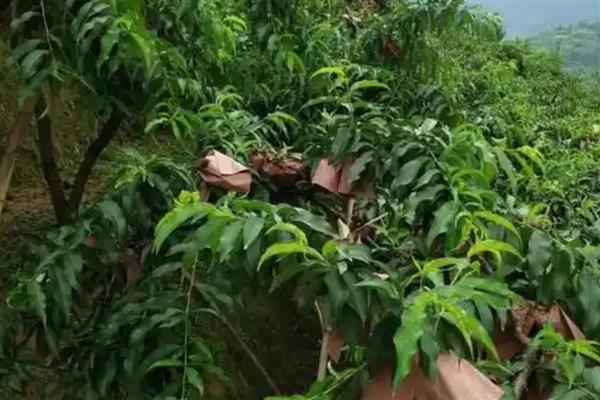 黄桃能不能扦插繁殖，扦插后可以培育成新株