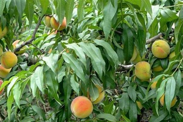 黄桃能不能扦插繁殖，扦插后可以培育成新株