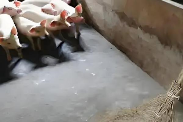 猪舍如何清洁，先将杂质清理干净