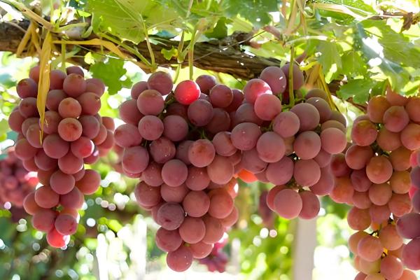 晚熟葡萄有什么好品种，阳光玫瑰、妮娜皇后等品种值得推荐