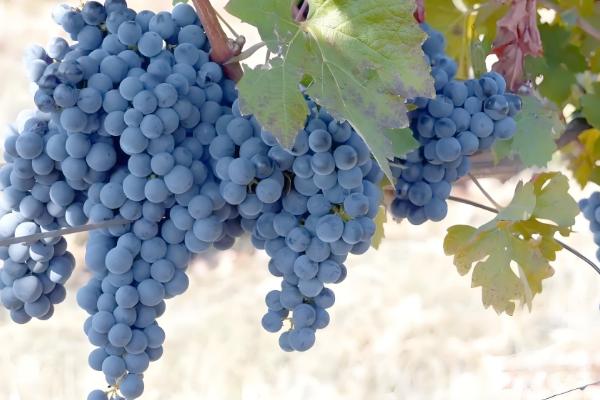 晚熟葡萄有什么好品种，阳光玫瑰、妮娜皇后等品种值得推荐