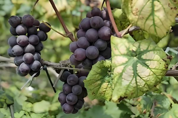 晚熟葡萄有什么好品种，阳光玫瑰、妮娜皇后等品种值得推荐