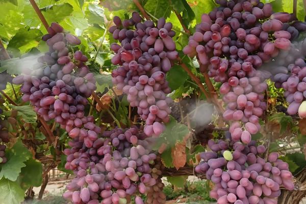 晚熟葡萄有什么好品种，阳光玫瑰、妮娜皇后等品种值得推荐