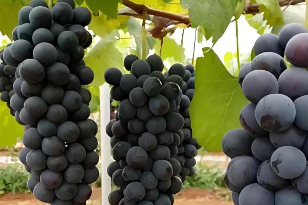 晚熟葡萄有什么好品种，阳光玫瑰、妮娜皇后等品种值得推荐