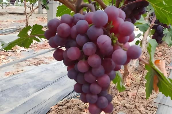 晚熟葡萄有什么好品种，阳光玫瑰、妮娜皇后等品种值得推荐