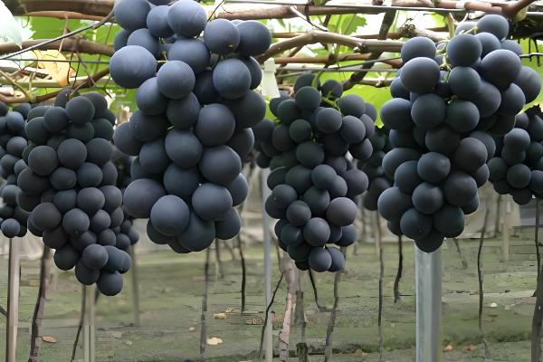 晚熟葡萄有什么好品种，阳光玫瑰、妮娜皇后等品种值得推荐