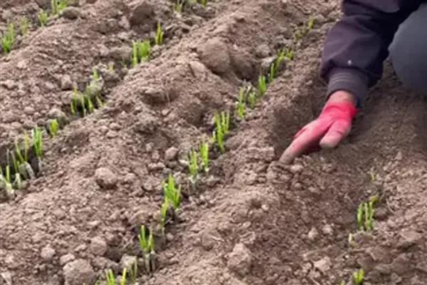 韭菜根的种植方法，栽种时间通常为夏季