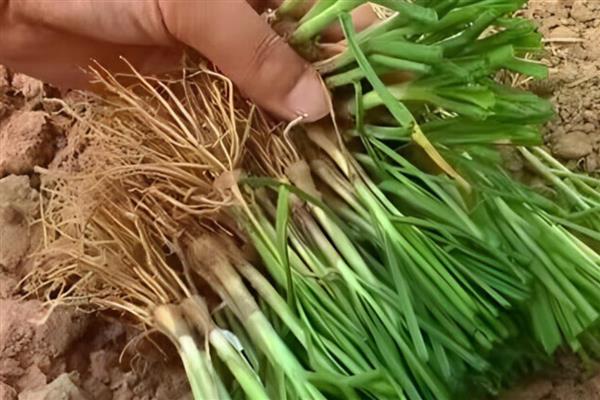 韭菜根的种植方法，栽种时间通常为夏季