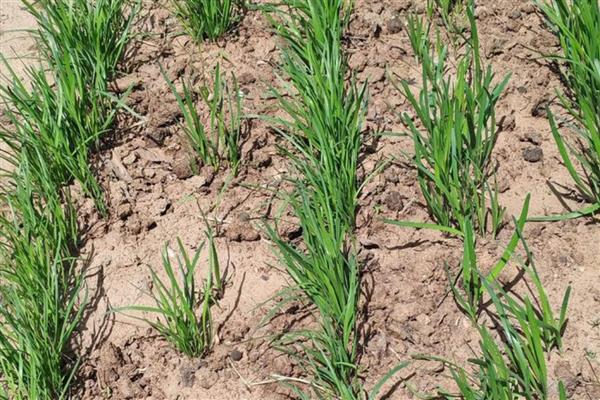 韭菜根的种植方法，栽种时间通常为夏季