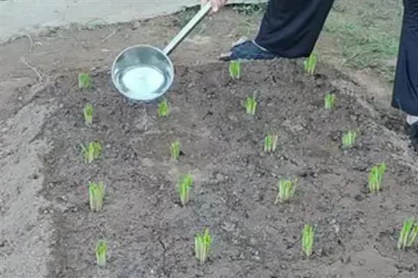 韭菜根的种植方法，栽种时间通常为夏季