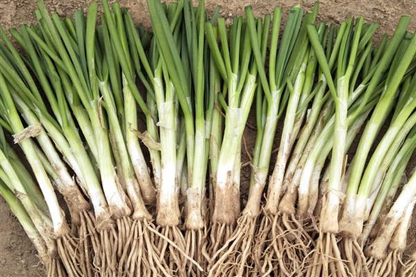 韭菜根的种植方法，栽种时间通常为夏季