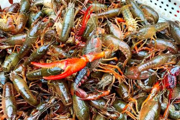 简阳小龙虾的特点，其尾肥体壮且鳃丝洁白