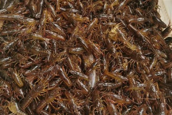 简阳小龙虾的特点，其尾肥体壮且鳃丝洁白