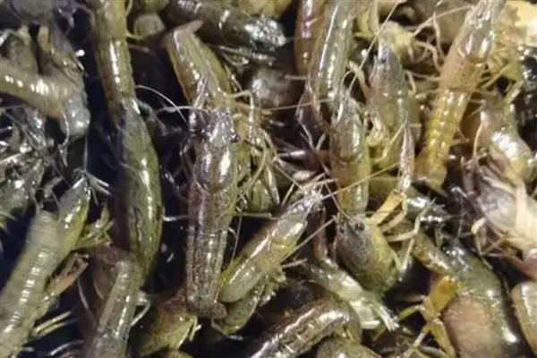 简阳小龙虾的特点，其尾肥体壮且鳃丝洁白