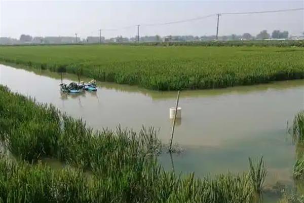 简阳小龙虾的特点，其尾肥体壮且鳃丝洁白