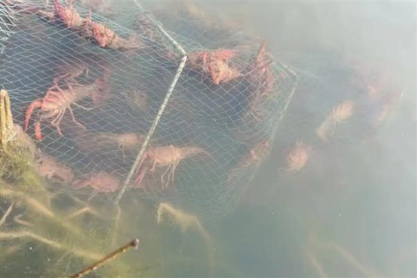 简阳小龙虾的特点，其尾肥体壮且鳃丝洁白