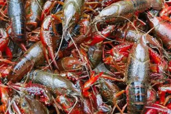 简阳小龙虾的特点，其尾肥体壮且鳃丝洁白