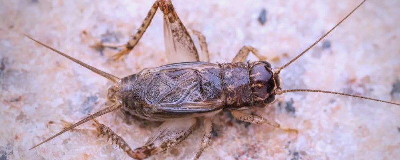 蛐蛐害怕哪些东西，非常惧怕浓烈的酒味和汽油味