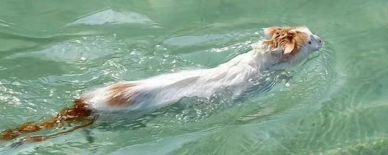 猫会不会游泳，游泳属于它的先天技能