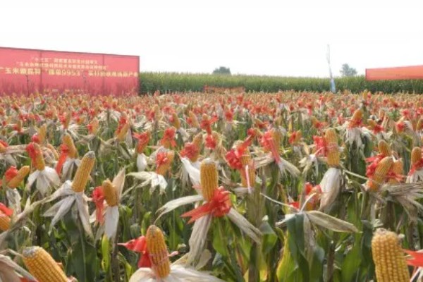 豫单9953玉米种介绍，夏播生育期为100.0-105.0天左右