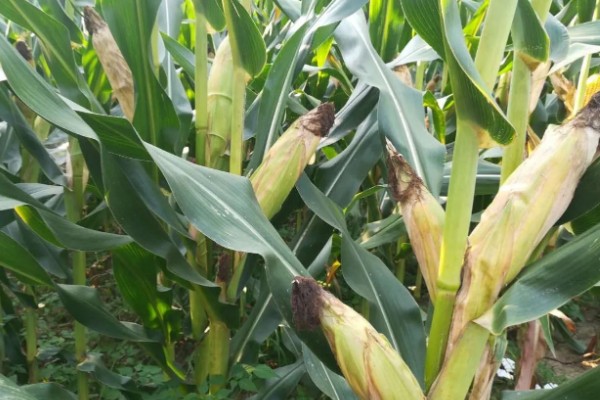 豫单9953玉米种介绍，夏播生育期为100.0-105.0天左右