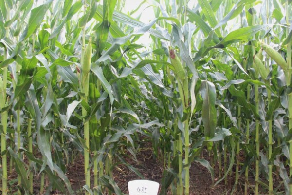豫单9953玉米种介绍，夏播生育期为100.0-105.0天左右