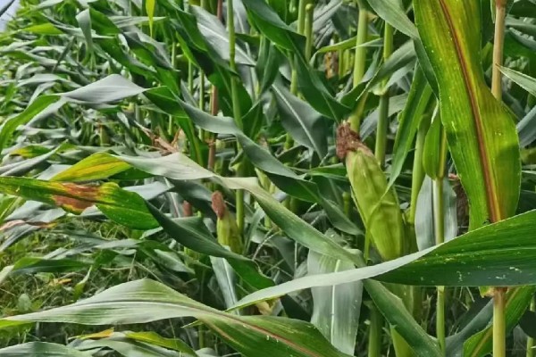 豫单9953玉米种介绍，夏播生育期为100.0-105.0天左右