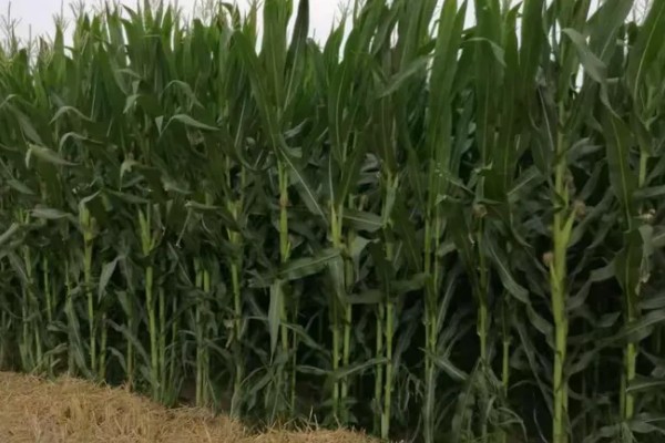 豫单9953玉米种介绍，夏播生育期为100.0-105.0天左右