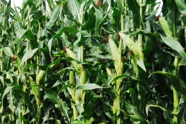 豫单9953玉米种介绍，夏播生育期为100.0-105.0天左右