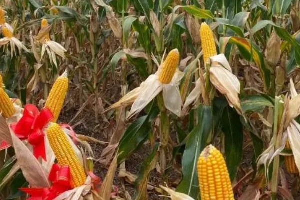 豫单9953玉米种介绍，夏播生育期为100.0-105.0天左右