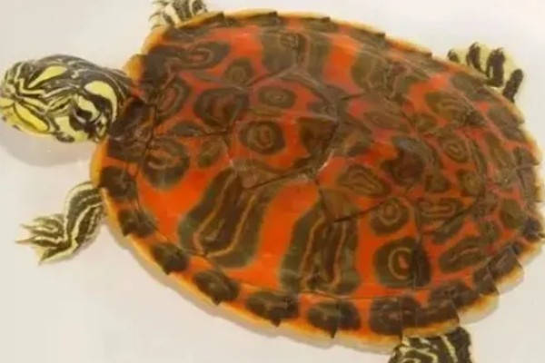 火焰龟怎样养才会红,首先要保证它们有发色的基因