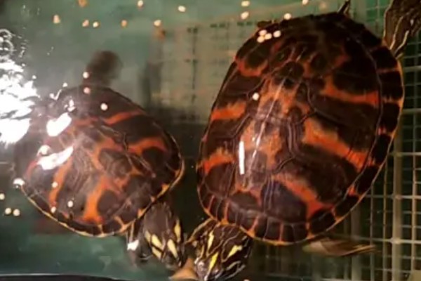 火焰龟怎样养才会红,首先要保证它们有发色的基因