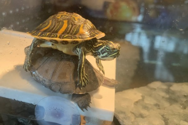 火焰龟怎样养才会红,首先要保证它们有发色的基因