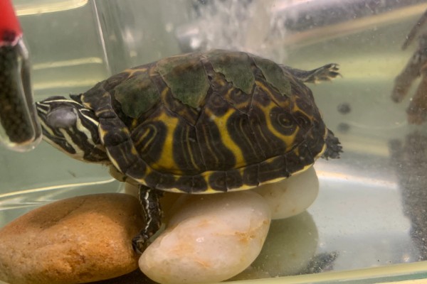 火焰龟怎样养才会红,首先要保证它们有发色的基因