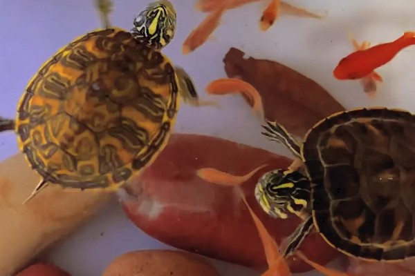 火焰龟怎样养才会红,首先要保证它们有发色的基因