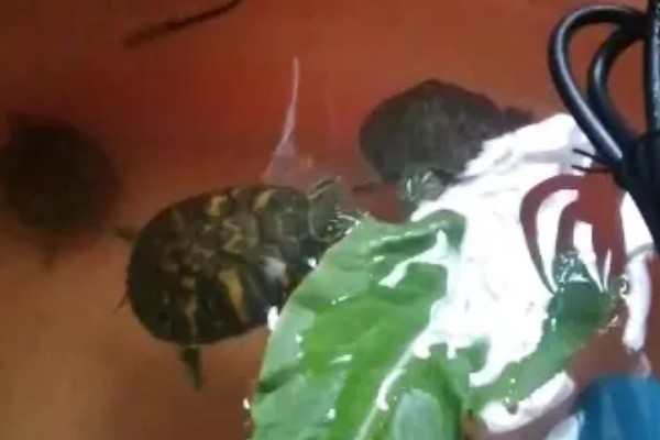 火焰龟怎样养才会红,首先要保证它们有发色的基因