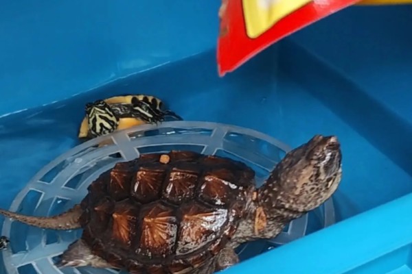 火焰龟怎样养才会红,首先要保证它们有发色的基因